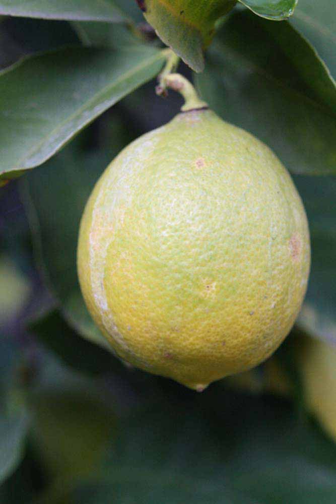            Fruit (Persian SPB-7, Riverside, CA)   